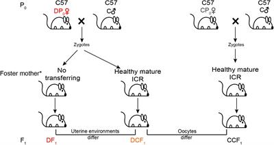 Diabetic Uterine Environment Leads to Disorders in Metabolism of Offspring